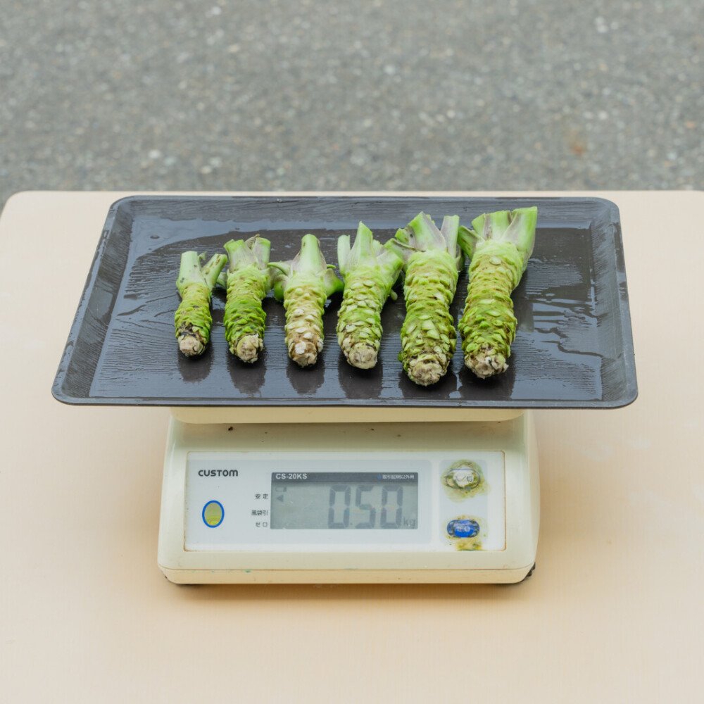 生わさびの芋（真妻種）フリーサイズ 0.5kg
