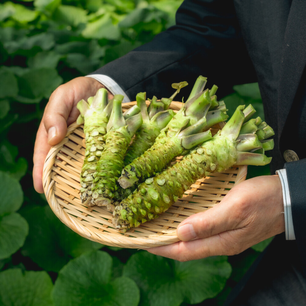 生わさびの芋（真妻種）フリーサイズ 0.5kg