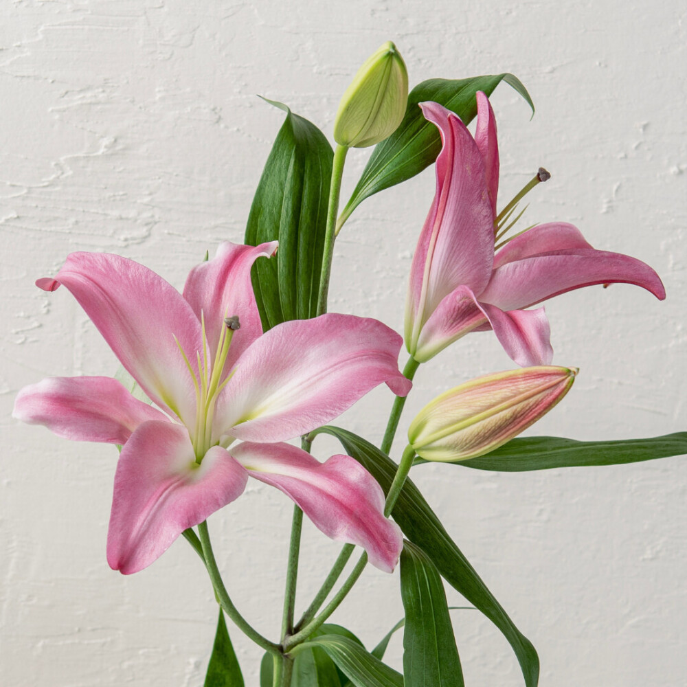 オリエンタルユリ ミックス3本