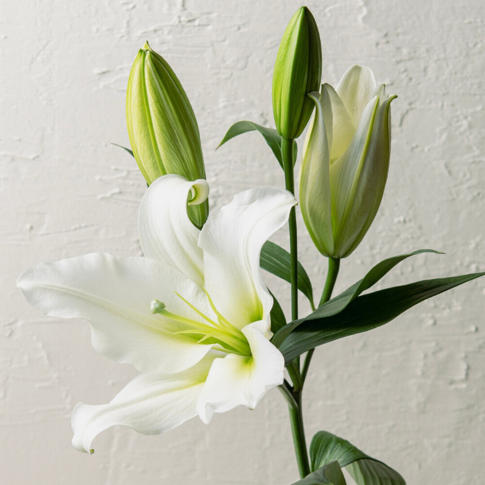 オリエンタルユリ ミックス3本