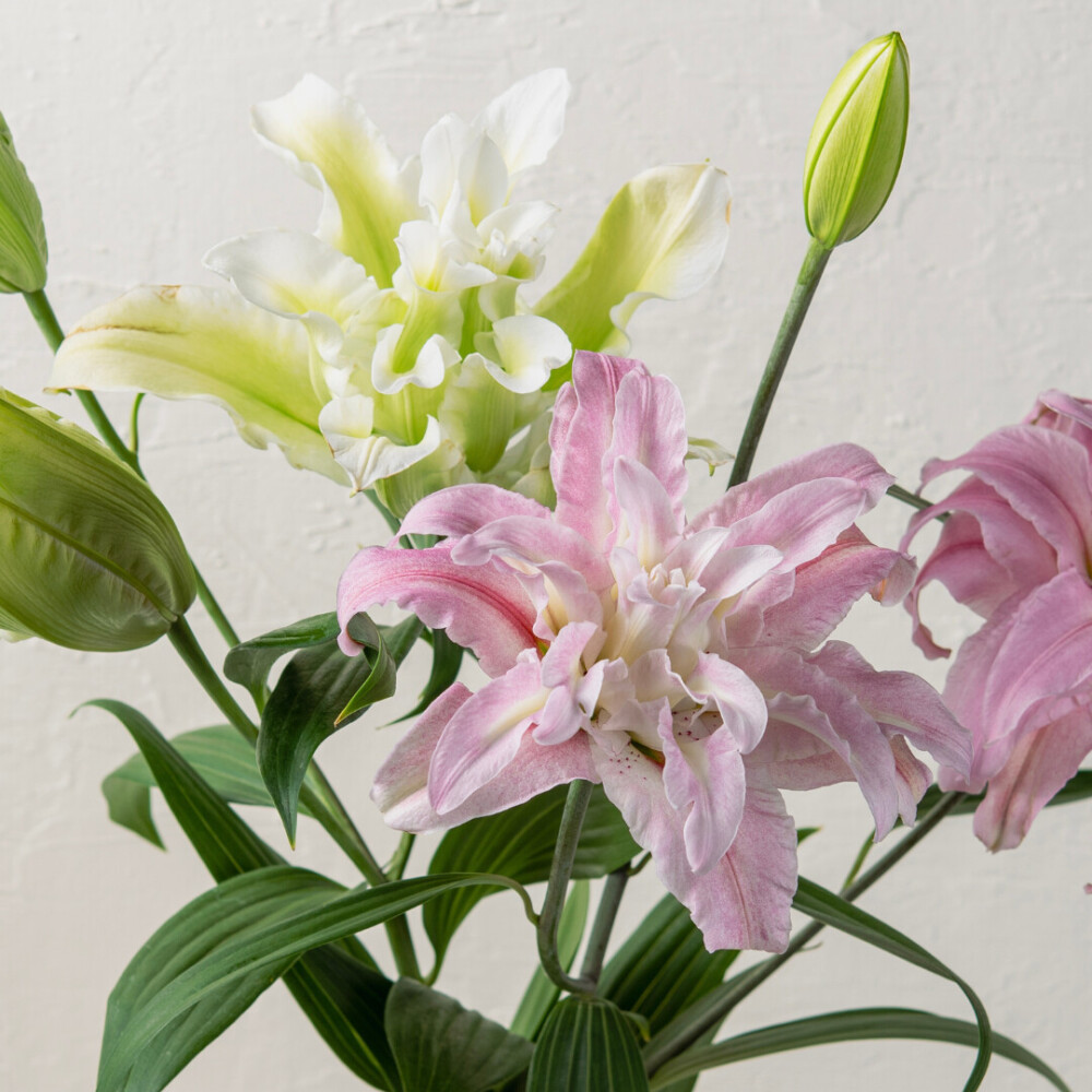 オリエンタルユリ・八重ユリ ミックス3本